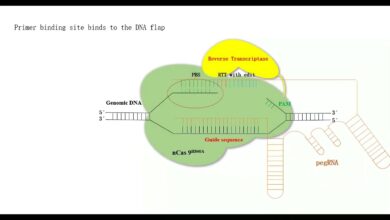 Biochemistry and Gene Editing